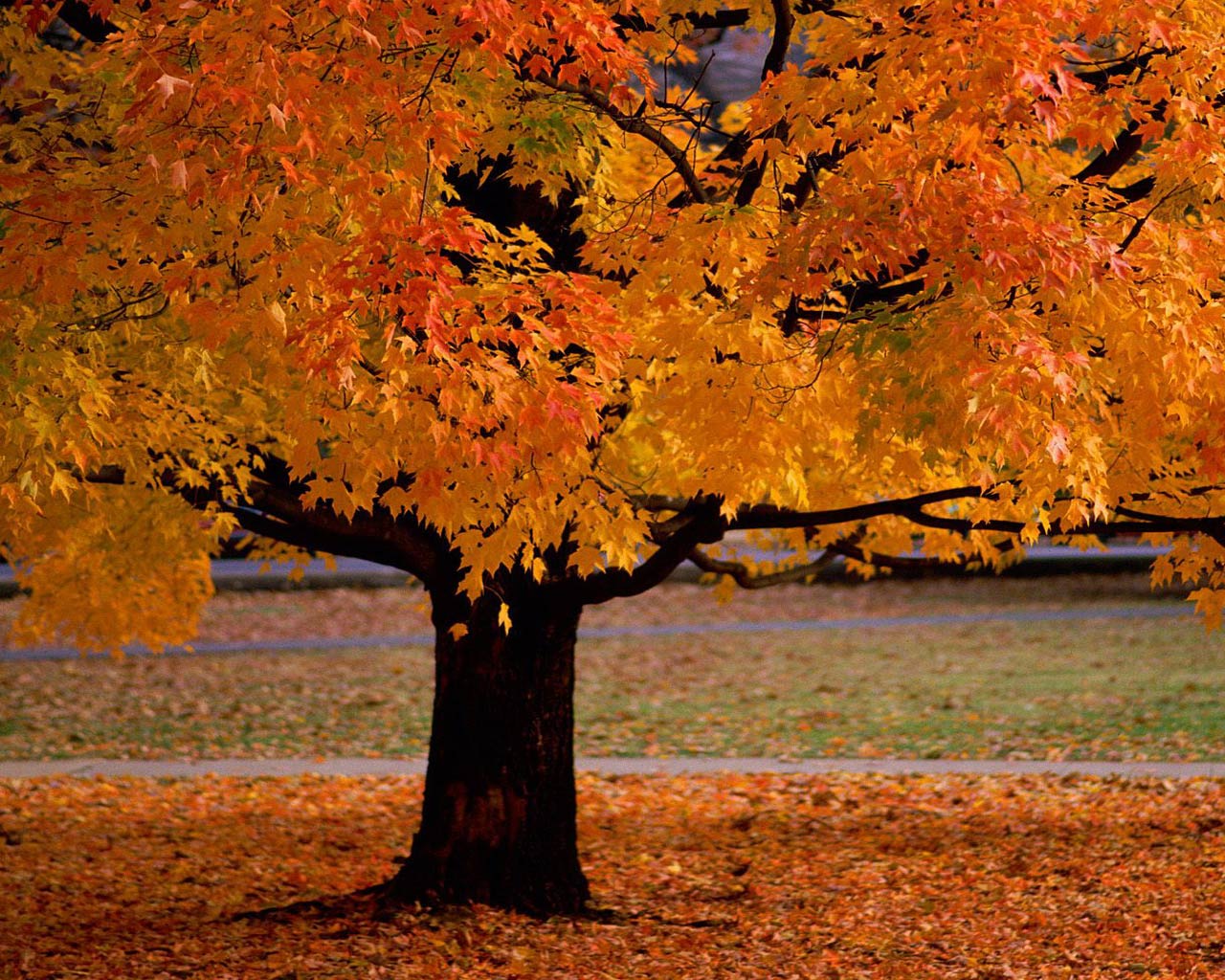 autumn_tree